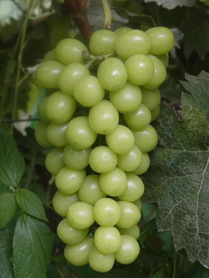 小伙种植葡萄年赚千万,80后小伙创业种葡萄