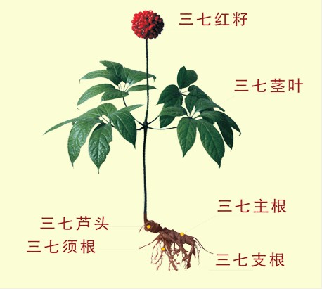 三七保健药,每天认识一味药三七