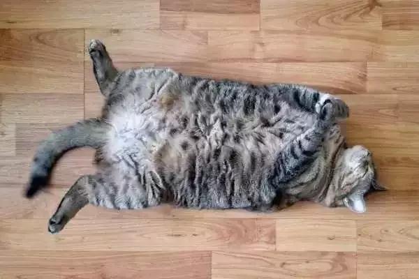 福懋动物医院厦门,福懋宠物医疗中心解放桥分院