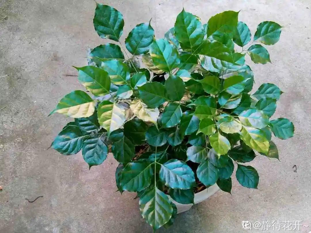 教你如何避开假货买到真品,一张图告诉你怎样分辨假货