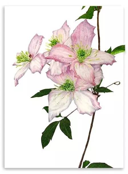 超写实绘画真实吗,超写实的植物绘画