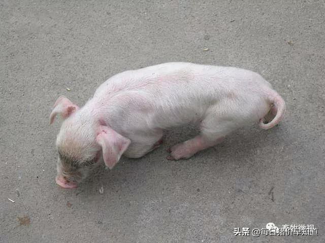 猪链球菌病最佳的防治手段,猪链球菌关节炎怎么预防