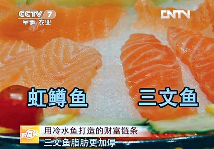 日本三文鱼寄生虫感染,三文鱼最可怕的寄生虫
