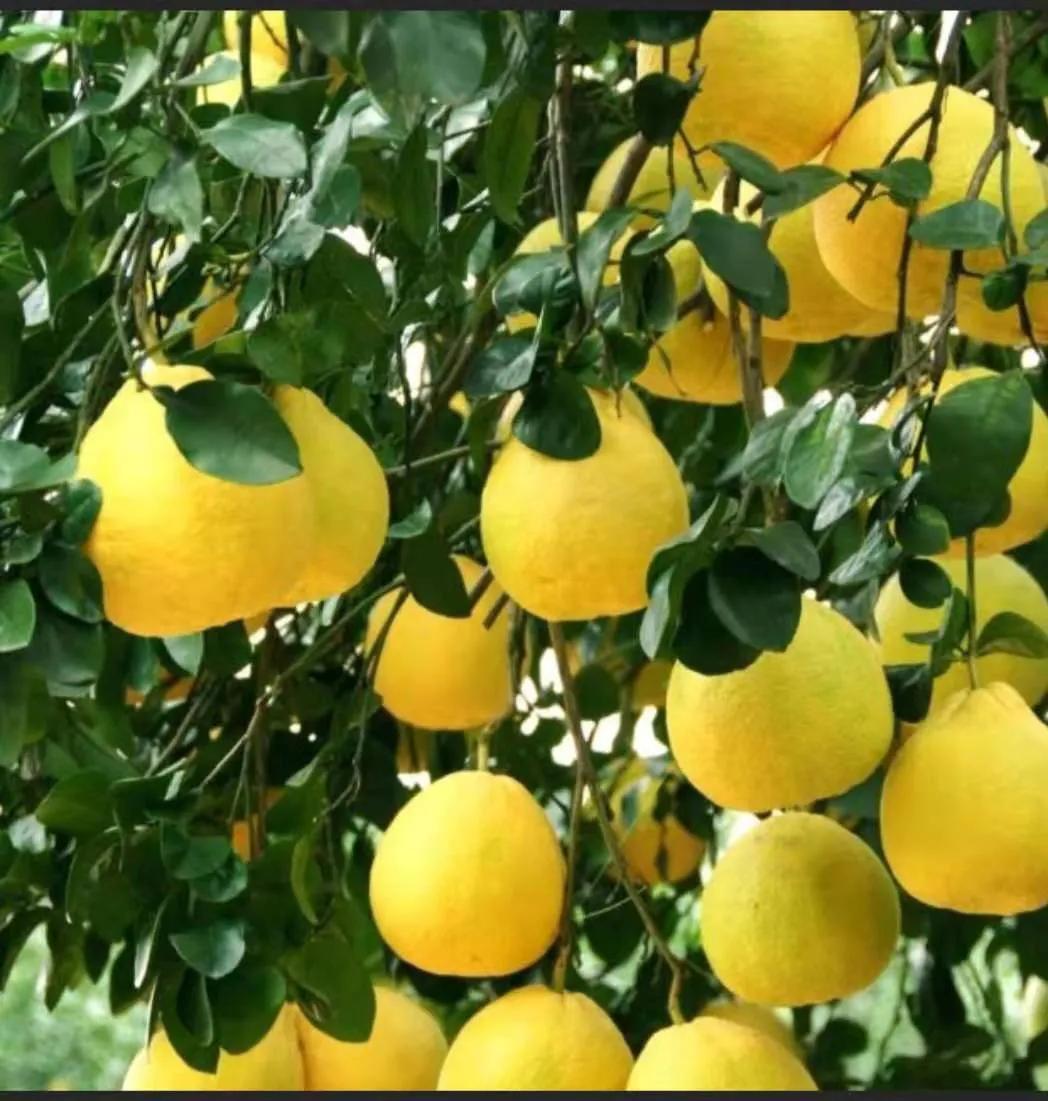 广西容县自良镇沙田柚种植户,广西容县自良镇沙田柚商会会长