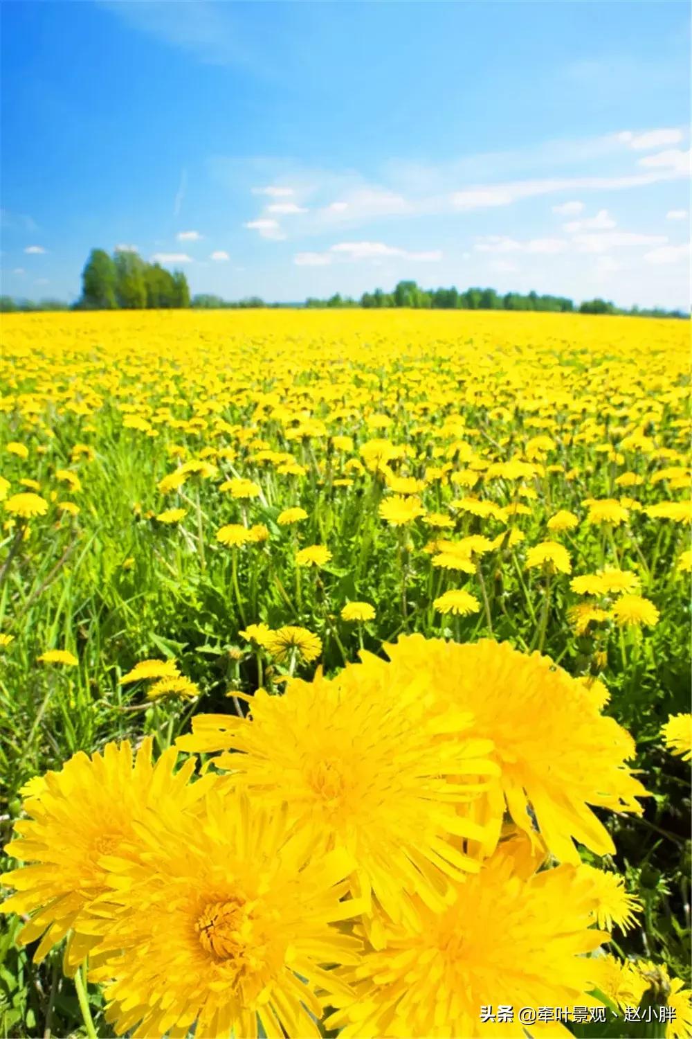 踏春寻美景,踏春赏花梯田漫步