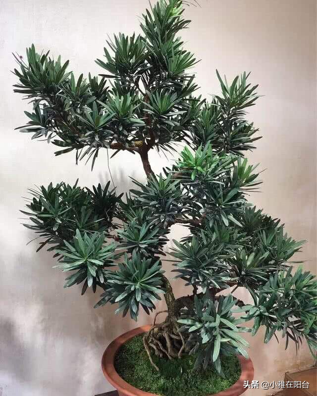 罗汉松枝条干枯黄叶怎么处理,罗汉松叶子干尖怎么补救