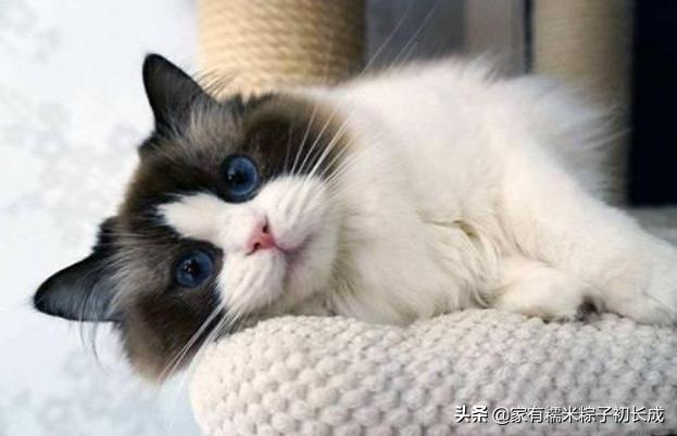 被猫围观的猫咪,被猫咪围观