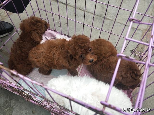 开封狗品种大全,开封狗市是中国最大的吗