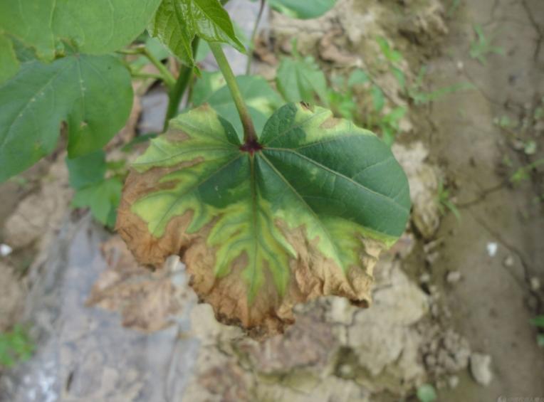 治疗重茬杀菌剂,哪个杀菌剂对黄萎病有效