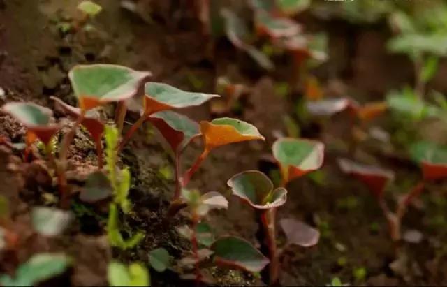 贵阳不光是辣味的，还有一种味道叫折耳根！
