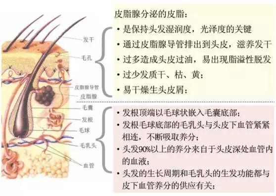 做头皮护理的十大好处,头皮理疗和护理