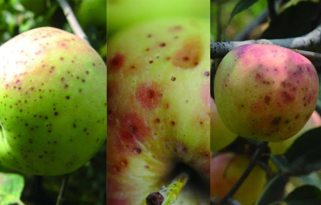 苹果粗皮轮纹病和腐烂病的区别,苹果轮纹病用什么药治疗