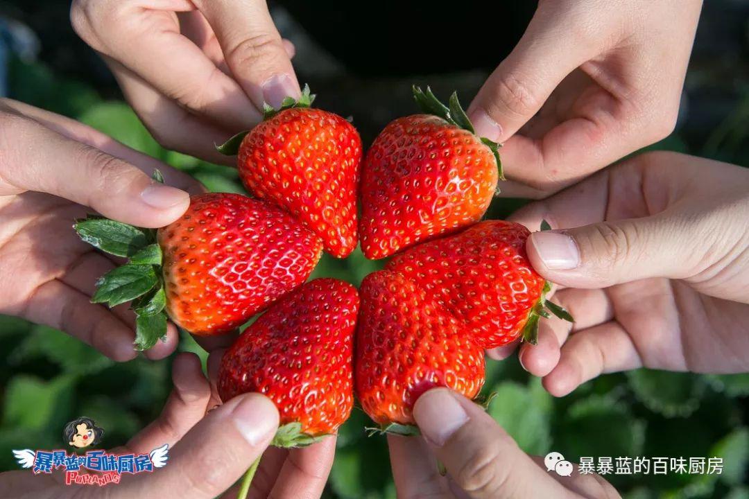 丹东特大久久红草莓,丹东九九大草莓是引进的吗