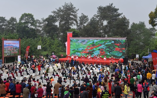 大溪谷樱桃节活动,大樱桃采摘火爆进行中
