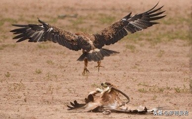 世界足坛十大神级记录,世界足坛十大系列