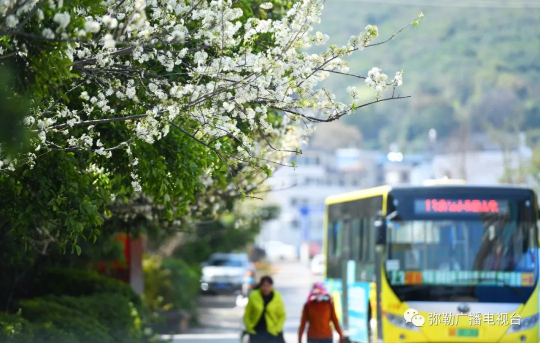 三月弥勒什么地方可以赏花,弥勒3月赏花攻略
