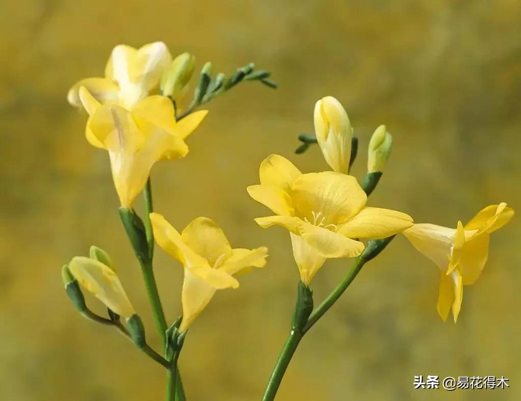 小苍兰前期花苞什么颜色,香雪兰的小苍兰怎么养