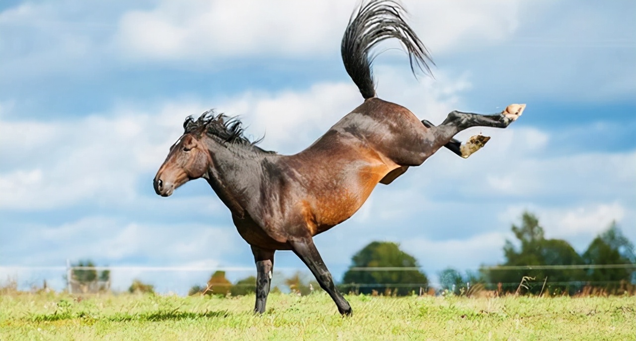 马后踢有多大力量,马踢人的力量多大