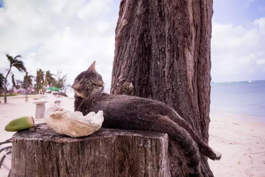 适合带孩子暑假去旅游的海岛,暑假最适合带孩子旅游的海滩