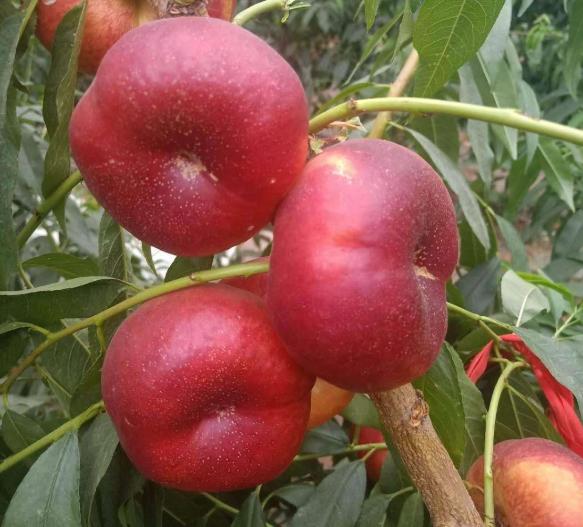 一*爆口**汁！巨甜！你从未吃过的鲜桃！