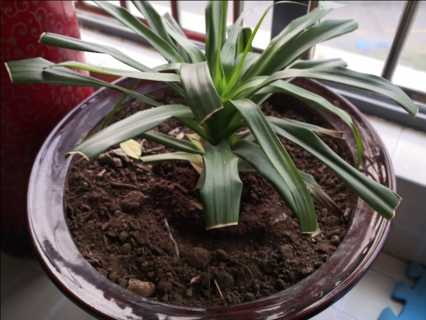 龙须树一头变多头怎样修剪,龙须树单头的好还是多头的好