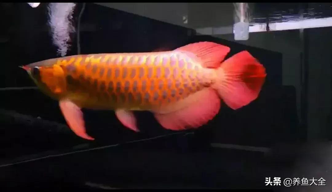 你为什么要养龙鱼？这篇文章扎心了