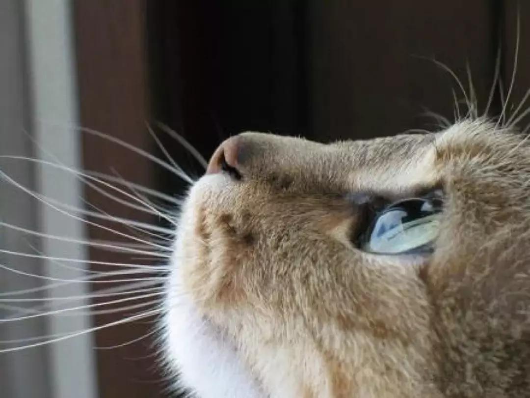 青光眼合并白内障如何治疗最好,猫咪白内障的早期症状眼药水