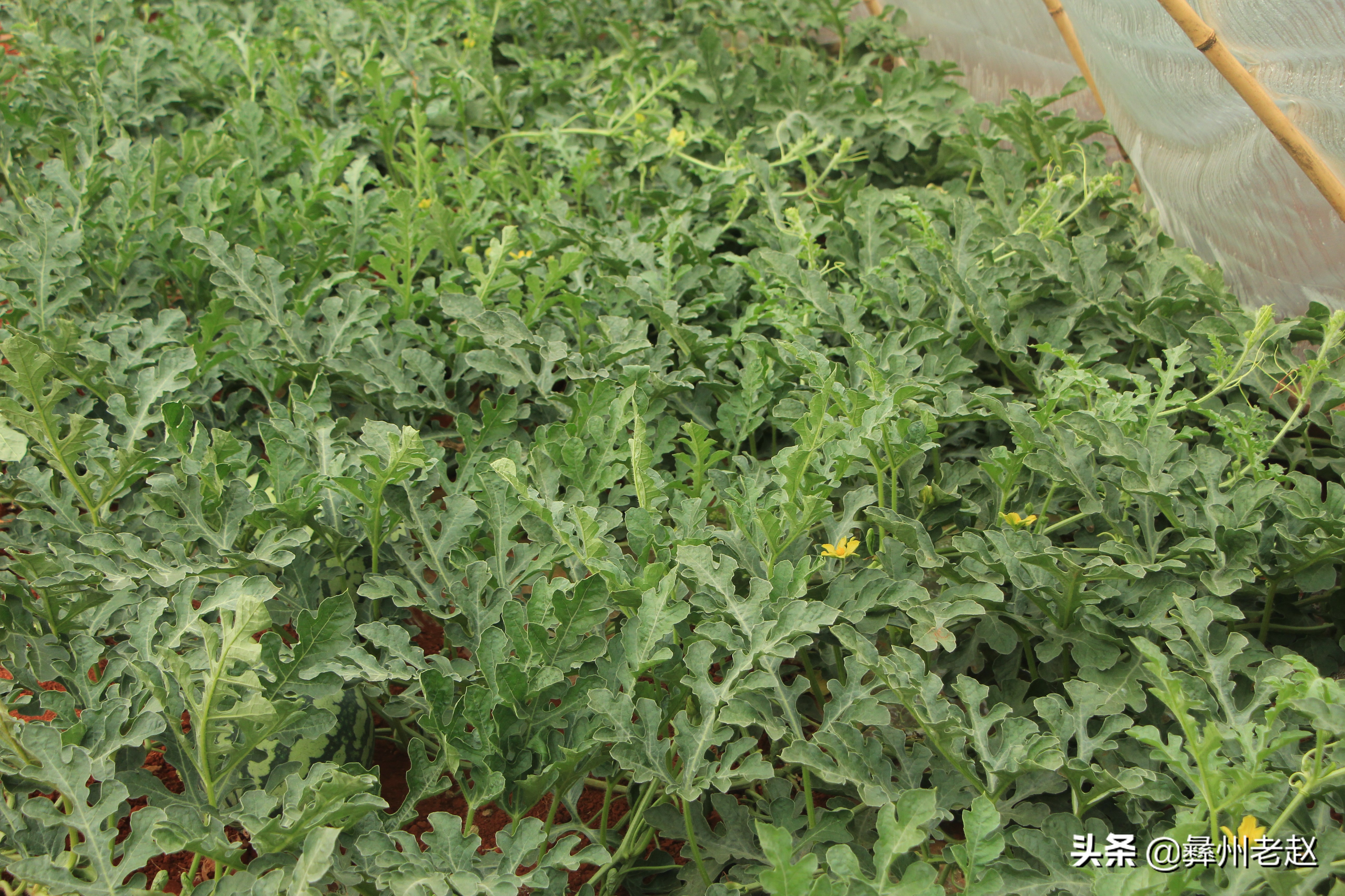 大棚西瓜不膨大怎么回事,大棚西瓜第一次膨瓜肥用什么