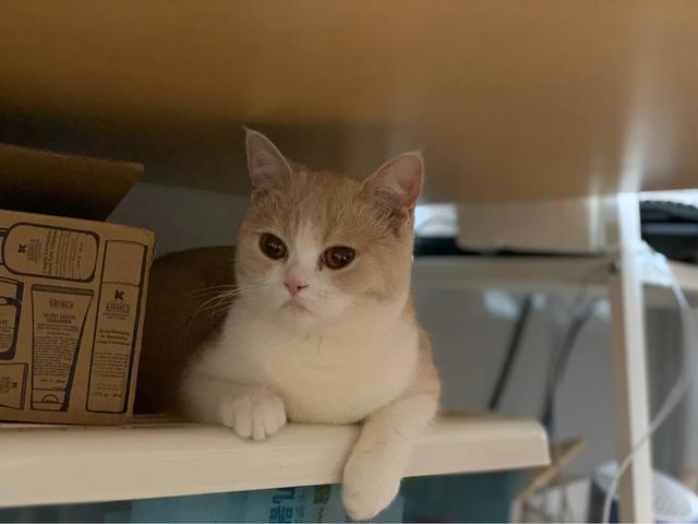 养稀有的英短是什么体验,英短乳白冷知识