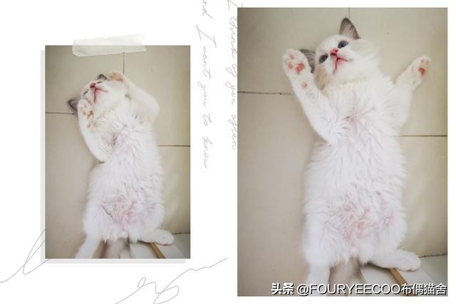 如何训练一只猫,如何训练一只猫用猫砂