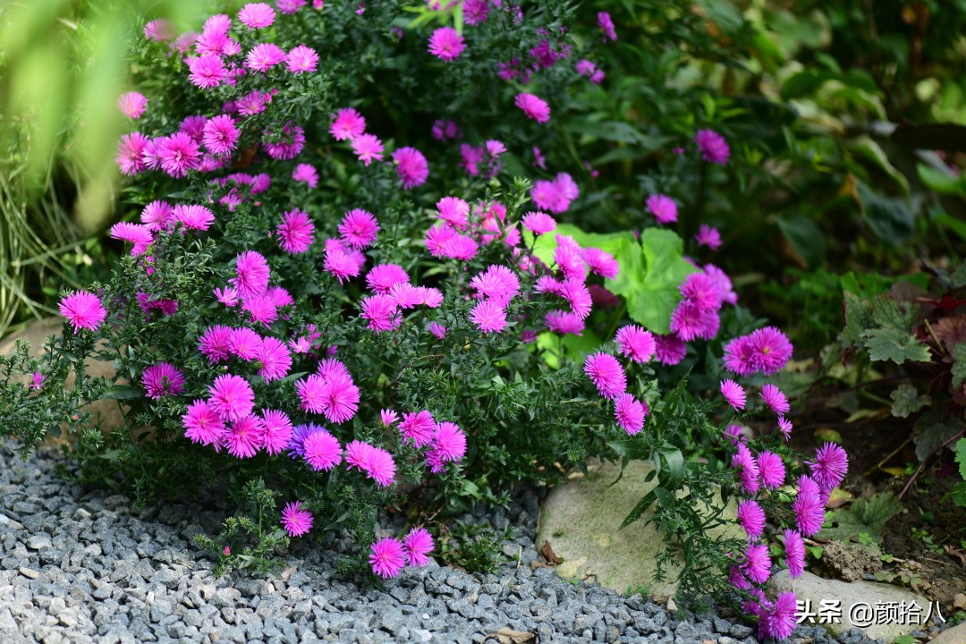 扶不起的绿植,扶不起的绿植视频