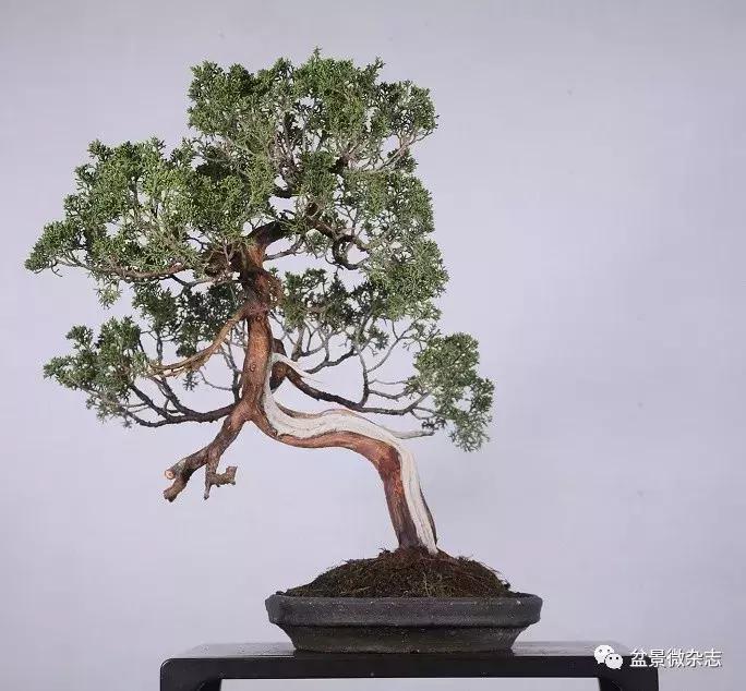 日本精品微型盆景介绍,日本盆景与中国盆景树种比较