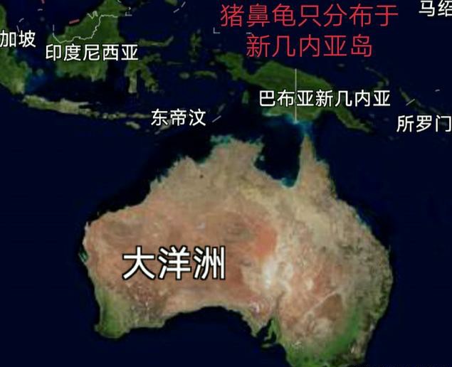 9cm的猪鼻龟能和多大的龙鱼养,6cm的猪鼻龟能混养多大的龙鱼