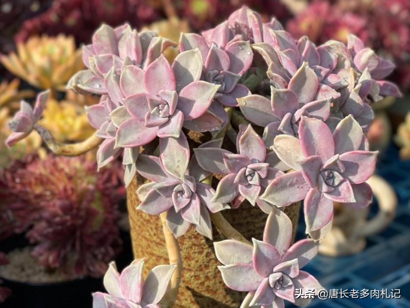 雾里看花——韩国初恋和韩彩莲身世成谜，它们会是同一种多肉吗？