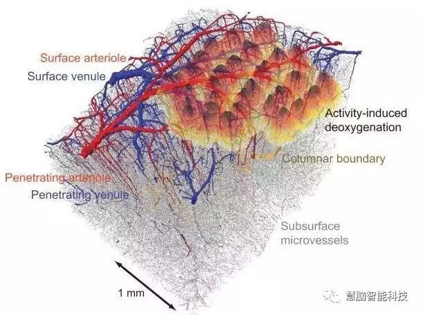 大脑工作原理,一张图看懂人类大脑工作原理