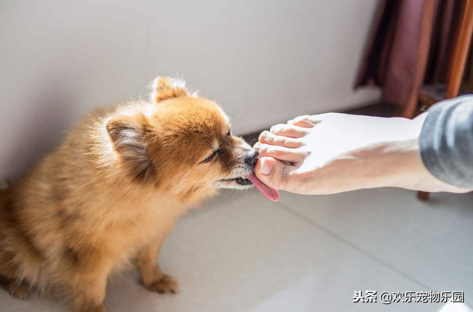 狗狗为什么喜欢舔主人膝盖,狗狗喜欢舔地板是什么原因