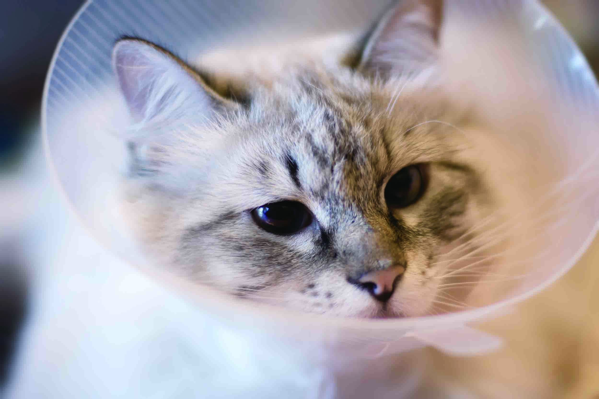 猫咪怎么避免肥厚型心肌病,肥厚型心肌病的猫咪怎么急救