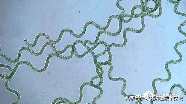 水产藻类大全图片,水产藻类知识大全