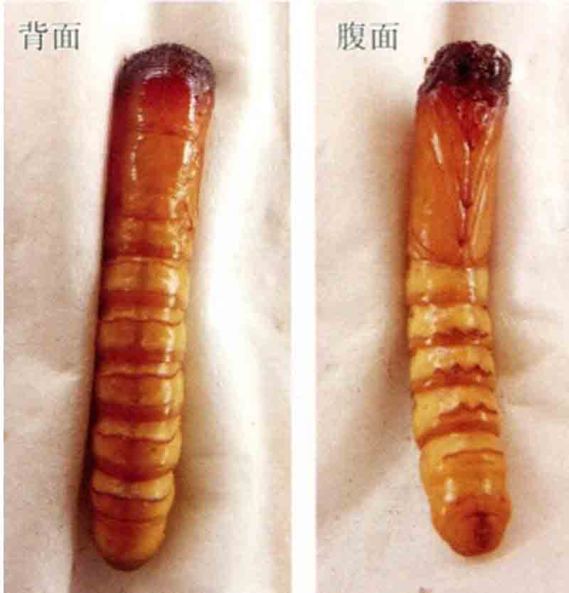 一点同缘蝽幼虫,浅叶蛾怎么防治