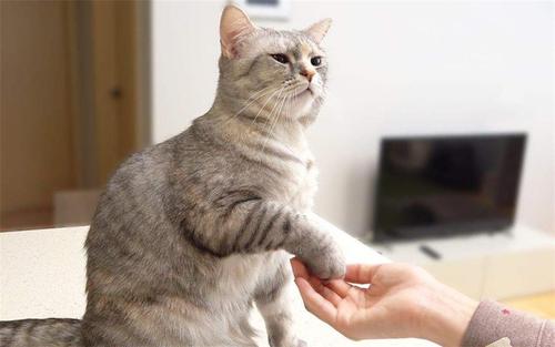 关于猫咪发情的那些羞羞事，养猫必读