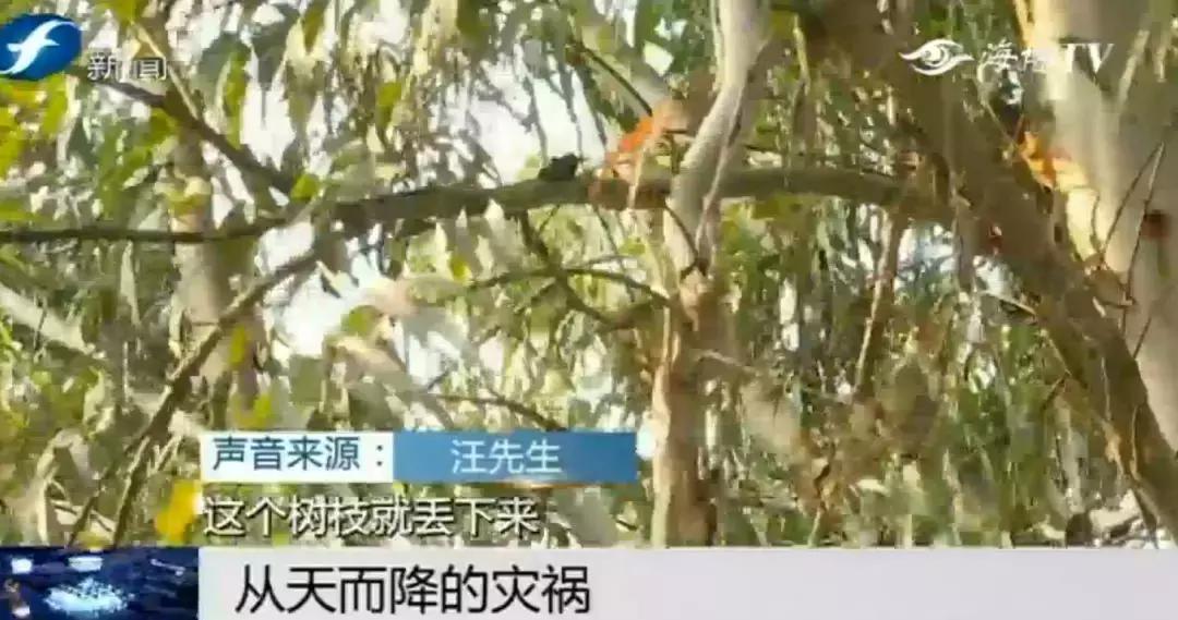 好险|大爷公园漫步，硕大枝条垂直戳下，再偏毫厘后果不敢想！