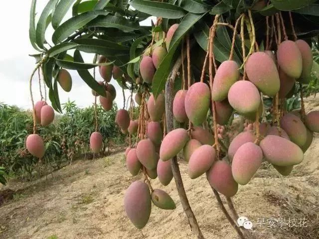 攀枝花哪种水果好吃 (攀枝花两种美味水果)