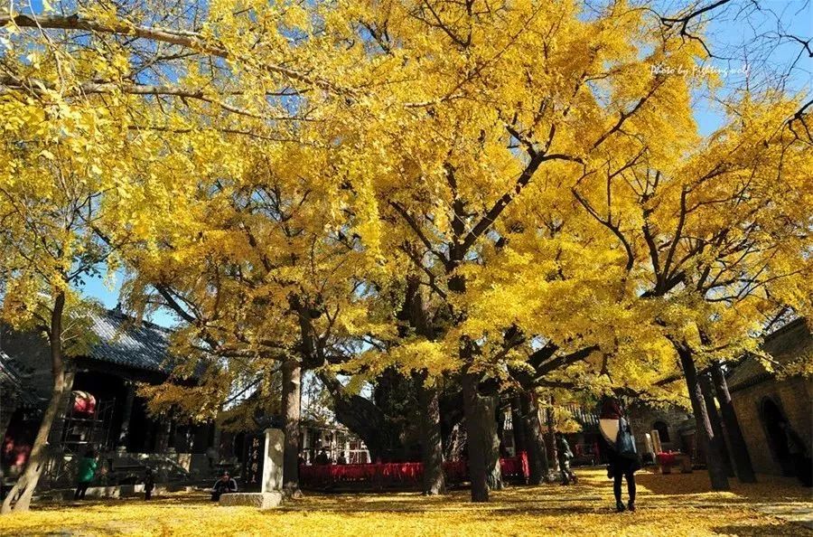 黄了！山东爆火的“银杏林”，千余亩的曼妙绝伦，只等你来！