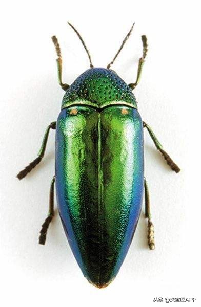 昆虫做的珠宝首饰,用昆虫做的艺术品