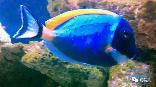 海水白点处理,海水白点病的严重程度怎么判断