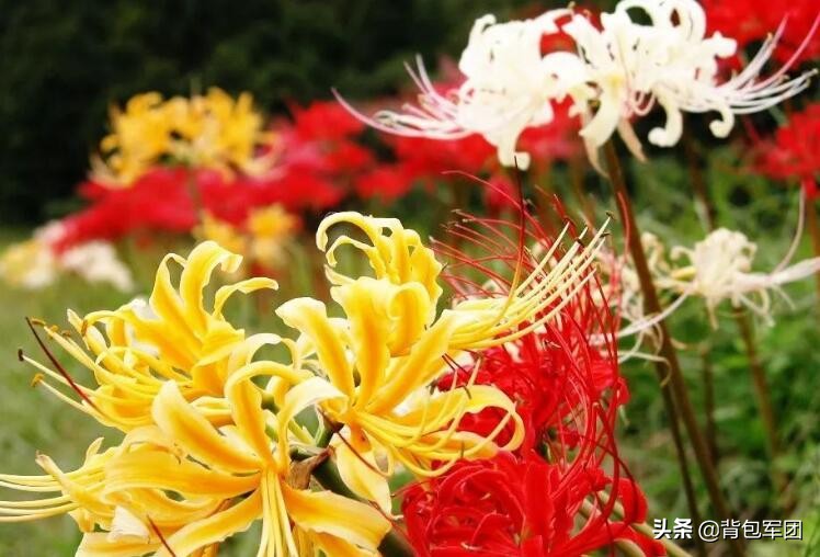 世界上真有曼珠沙华这种花 (曼珠沙华花蕊教程)