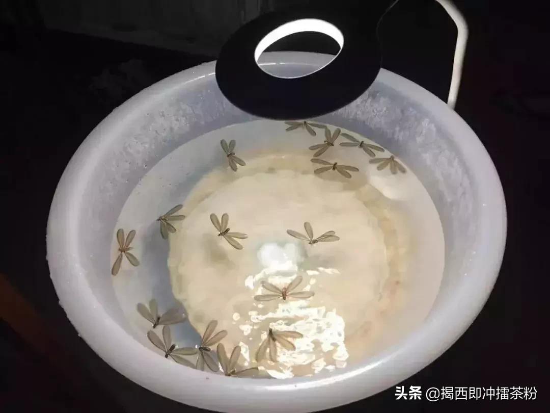 飞蚁大军空袭视频,飞蚁大军被空袭