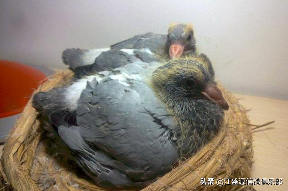 雏鸽时怎么分辨羽色,怎样识别公鸽和母鸽