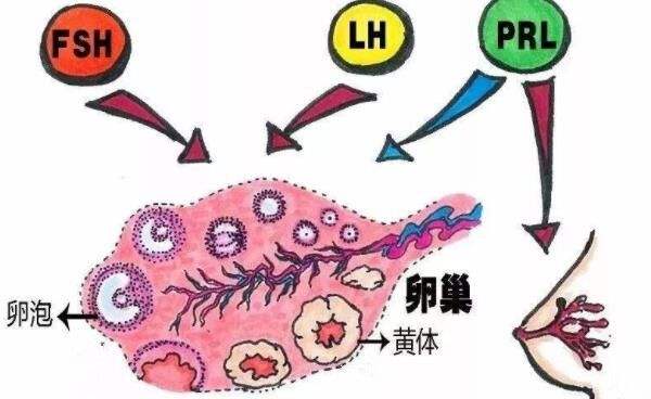 fsh大于10就是卵巢早衰吗,fsh大于10能取到卵吗