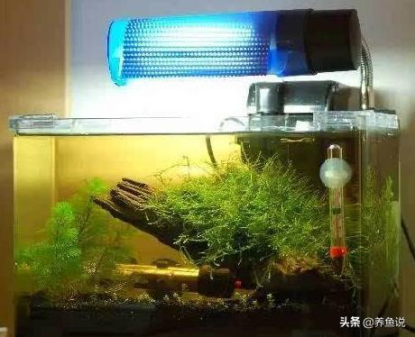 鱼缸水变黄原因和解决方案,鱼缸水变黄是什么原因导致